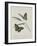 Album Donovan : an epitome of the natural history of insects in China-Edward Donovan-Framed Giclee Print