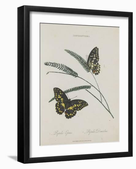 Album Donovan : an epitome of the natural history of insects in China-Edward Donovan-Framed Giclee Print