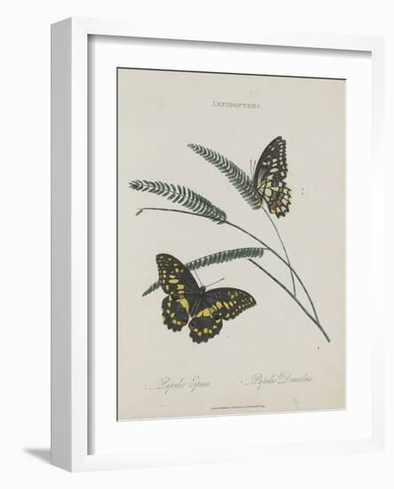 Album Donovan : an epitome of the natural history of insects in China-Edward Donovan-Framed Giclee Print