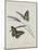 Album Donovan : an epitome of the natural history of insects in China-Edward Donovan-Mounted Giclee Print