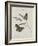 Album Donovan : an epitome of the natural history of insects in China-Edward Donovan-Framed Giclee Print