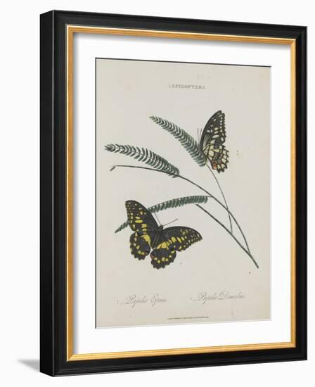 Album Donovan : an epitome of the natural history of insects in China-Edward Donovan-Framed Giclee Print