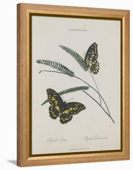 Album Donovan : an epitome of the natural history of insects in China-Edward Donovan-Framed Premier Image Canvas