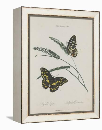 Album Donovan : an epitome of the natural history of insects in China-Edward Donovan-Framed Premier Image Canvas