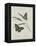 Album Donovan : an epitome of the natural history of insects in China-Edward Donovan-Framed Premier Image Canvas