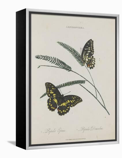 Album Donovan : an epitome of the natural history of insects in China-Edward Donovan-Framed Premier Image Canvas