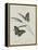 Album Donovan : an epitome of the natural history of insects in China-Edward Donovan-Framed Premier Image Canvas