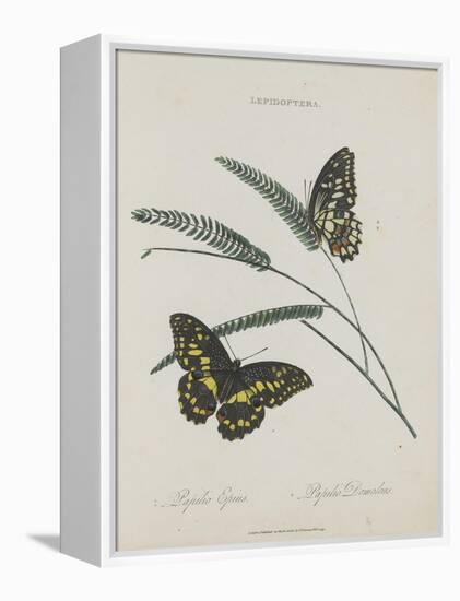 Album Donovan : an epitome of the natural history of insects in China-Edward Donovan-Framed Premier Image Canvas