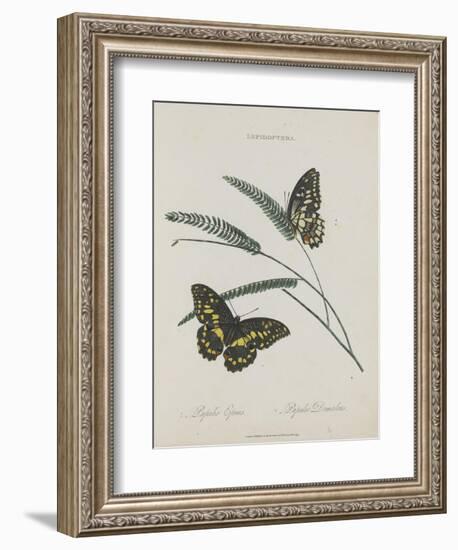 Album Donovan : an epitome of the natural history of insects in China-Edward Donovan-Framed Giclee Print