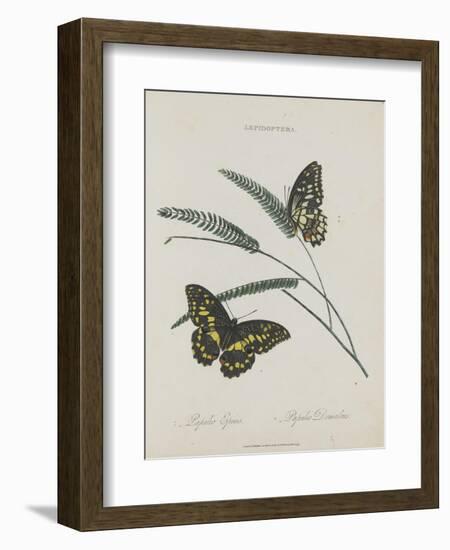 Album Donovan : an epitome of the natural history of insects in China-Edward Donovan-Framed Giclee Print