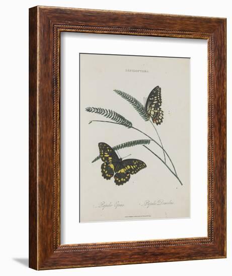 Album Donovan : an epitome of the natural history of insects in China-Edward Donovan-Framed Giclee Print