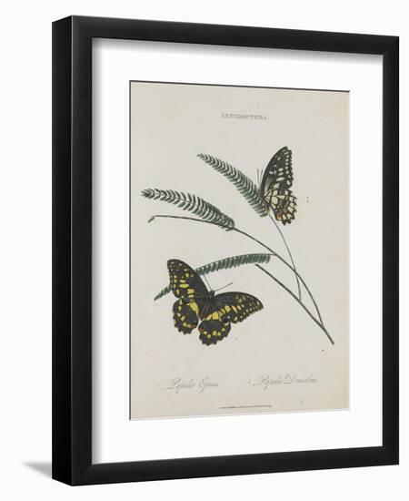 Album Donovan : an epitome of the natural history of insects in China-Edward Donovan-Framed Giclee Print