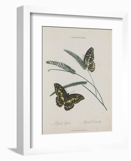 Album Donovan : an epitome of the natural history of insects in China-Edward Donovan-Framed Giclee Print