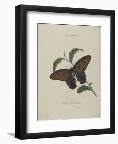 Album Donovan : an epitome of the natural history of insects in China-Edward Donovan-Framed Giclee Print