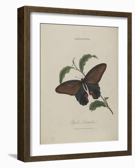 Album Donovan : an epitome of the natural history of insects in China-Edward Donovan-Framed Giclee Print