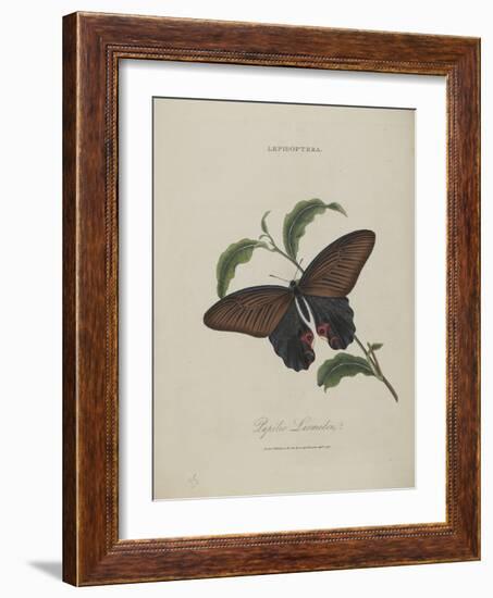 Album Donovan : an epitome of the natural history of insects in China-Edward Donovan-Framed Giclee Print