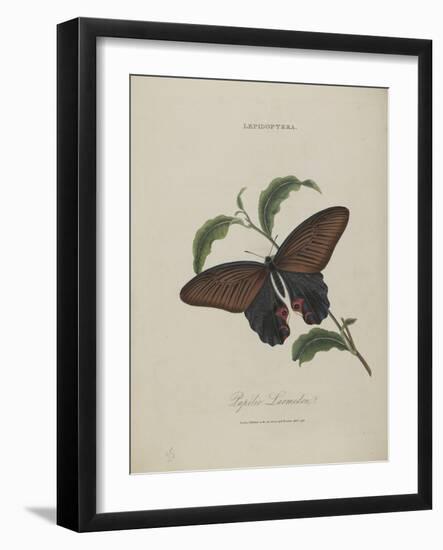 Album Donovan : an epitome of the natural history of insects in China-Edward Donovan-Framed Giclee Print