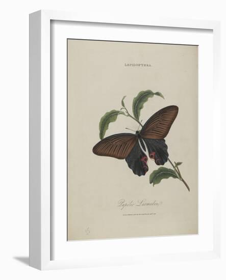 Album Donovan : an epitome of the natural history of insects in China-Edward Donovan-Framed Giclee Print