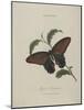 Album Donovan : an epitome of the natural history of insects in China-Edward Donovan-Mounted Giclee Print