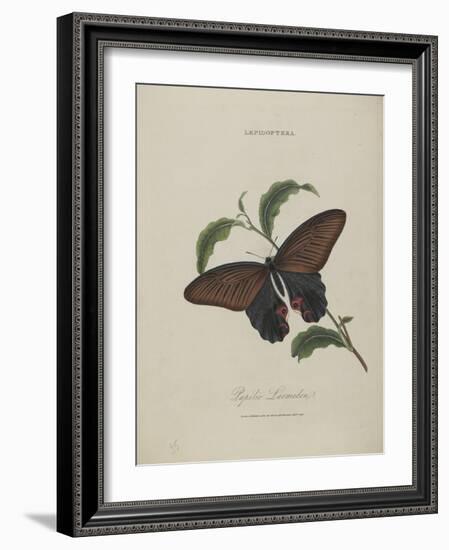 Album Donovan : an epitome of the natural history of insects in China-Edward Donovan-Framed Giclee Print