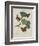 Album Donovan : an epitome of the natural history of insects in China-Edward Donovan-Framed Giclee Print