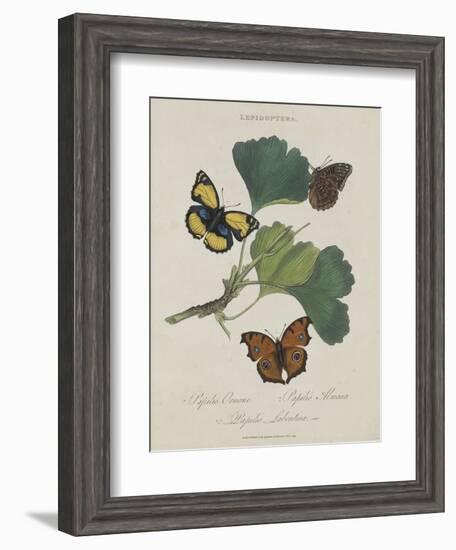 Album Donovan : an epitome of the natural history of insects in China-Edward Donovan-Framed Giclee Print