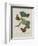 Album Donovan : an epitome of the natural history of insects in China-Edward Donovan-Framed Giclee Print