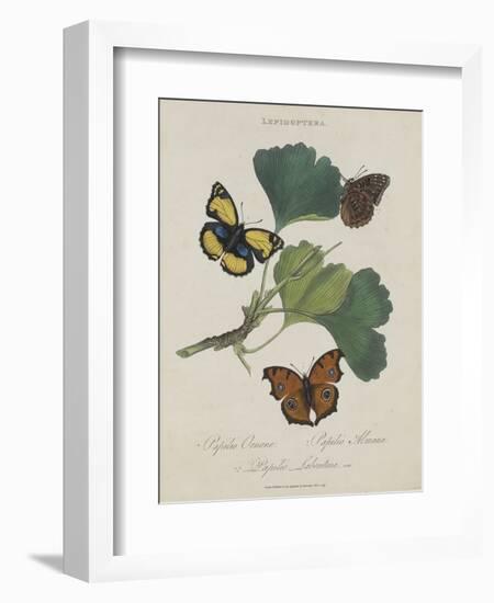 Album Donovan : an epitome of the natural history of insects in China-Edward Donovan-Framed Giclee Print