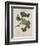 Album Donovan : an epitome of the natural history of insects in China-Edward Donovan-Framed Giclee Print