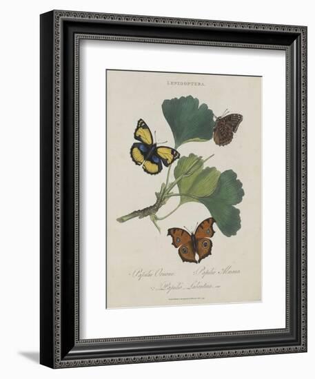 Album Donovan : an epitome of the natural history of insects in China-Edward Donovan-Framed Giclee Print