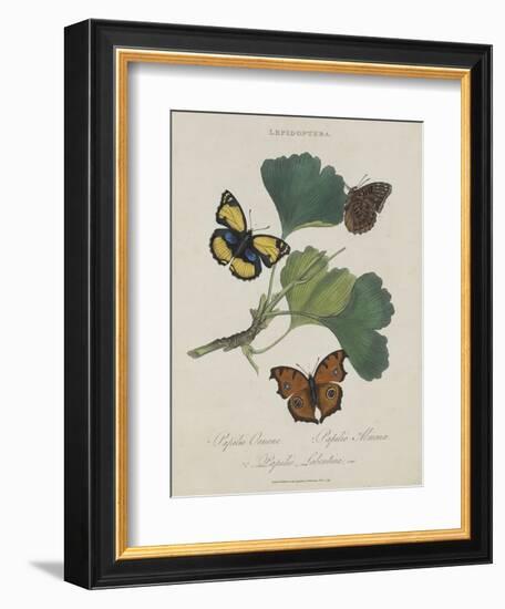 Album Donovan : an epitome of the natural history of insects in China-Edward Donovan-Framed Giclee Print