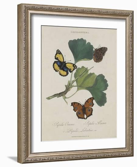 Album Donovan : an epitome of the natural history of insects in China-Edward Donovan-Framed Giclee Print