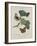 Album Donovan : an epitome of the natural history of insects in China-Edward Donovan-Framed Giclee Print