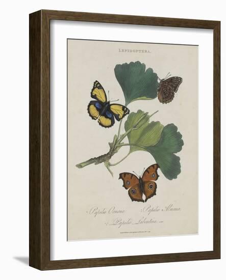 Album Donovan : an epitome of the natural history of insects in China-Edward Donovan-Framed Giclee Print