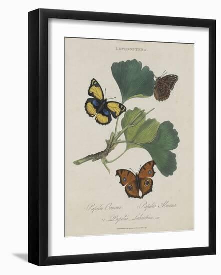 Album Donovan : an epitome of the natural history of insects in China-Edward Donovan-Framed Giclee Print