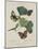 Album Donovan : an epitome of the natural history of insects in China-Edward Donovan-Mounted Giclee Print