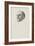 Album: Head of Emile Zola, Three Quarters to the Left-Théophile Alexandre Steinlen-Framed Giclee Print