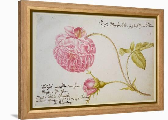 Album Sheet with a Rose, 1675-Maria Sibylla Merian-Framed Premier Image Canvas