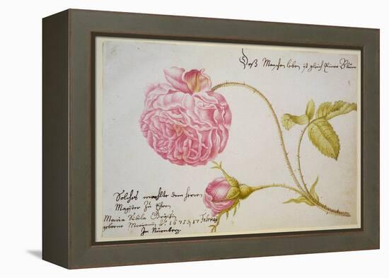 Album Sheet with a Rose, 1675-Maria Sibylla Merian-Framed Premier Image Canvas