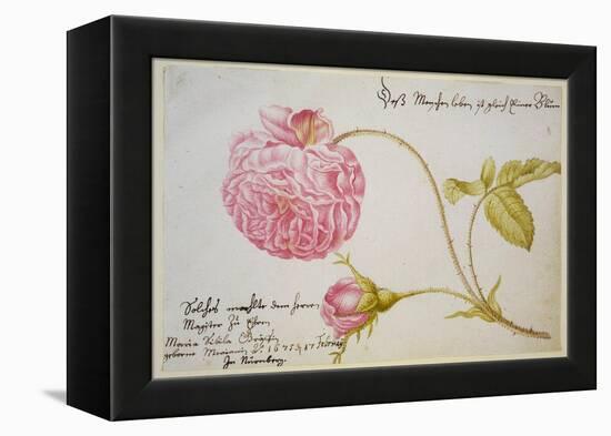 Album Sheet with a Rose, 1675-Maria Sibylla Merian-Framed Premier Image Canvas