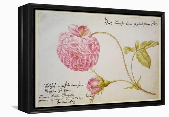 Album Sheet with a Rose, 1675-Maria Sibylla Merian-Framed Premier Image Canvas