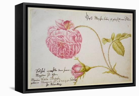 Album Sheet with a Rose, 1675-Maria Sibylla Merian-Framed Premier Image Canvas