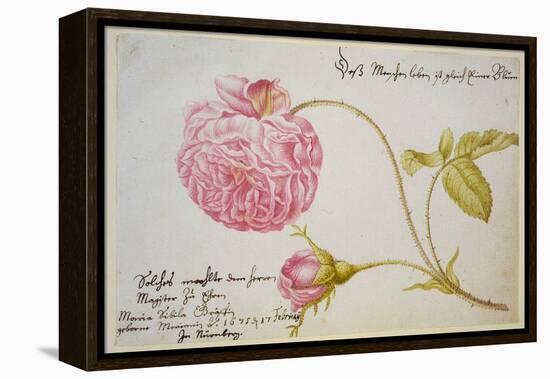 Album Sheet with a Rose, 1675-Maria Sibylla Merian-Framed Premier Image Canvas