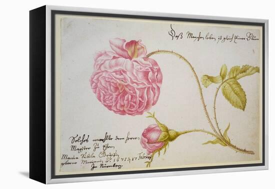 Album Sheet with a Rose, 1675-Maria Sibylla Merian-Framed Premier Image Canvas