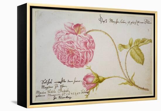 Album Sheet with a Rose, 1675-Maria Sibylla Merian-Framed Premier Image Canvas