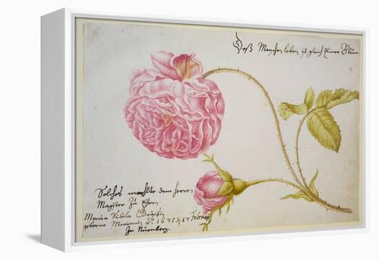 Album Sheet with a Rose, 1675-Maria Sibylla Merian-Framed Premier Image Canvas