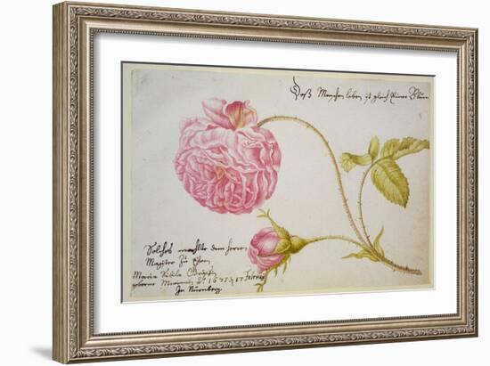 Album Sheet with a Rose, 1675-Maria Sibylla Merian-Framed Giclee Print