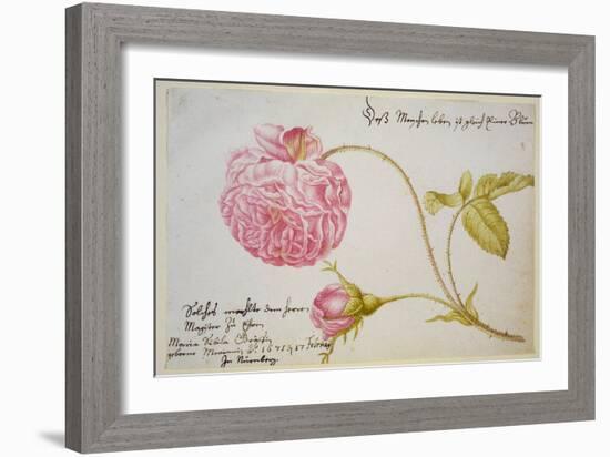 Album Sheet with a Rose, 1675-Maria Sibylla Merian-Framed Giclee Print