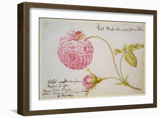 Album Sheet with a Rose, 1675-Maria Sibylla Merian-Framed Giclee Print