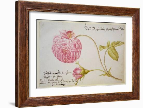 Album Sheet with a Rose, 1675-Maria Sibylla Merian-Framed Giclee Print